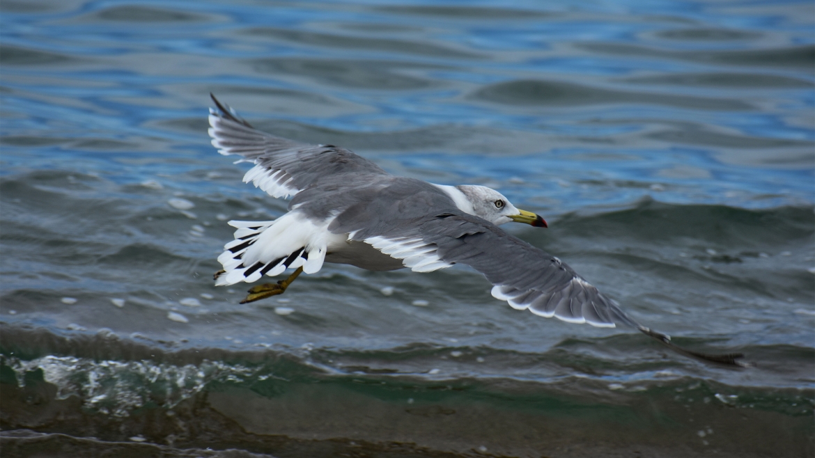 Über Hannes Lindemann