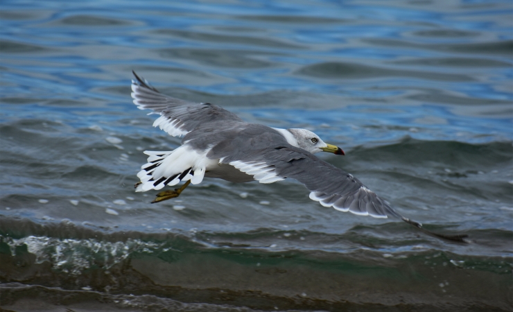 Über Hannes Lindemann